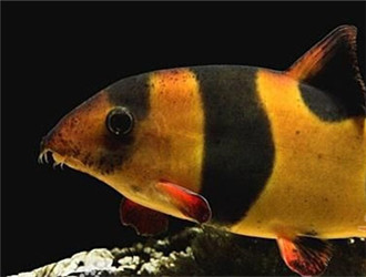 三間鼠魚