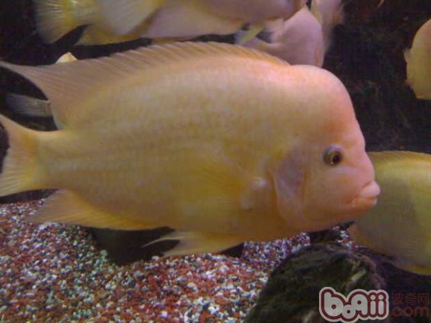 火鶴魚