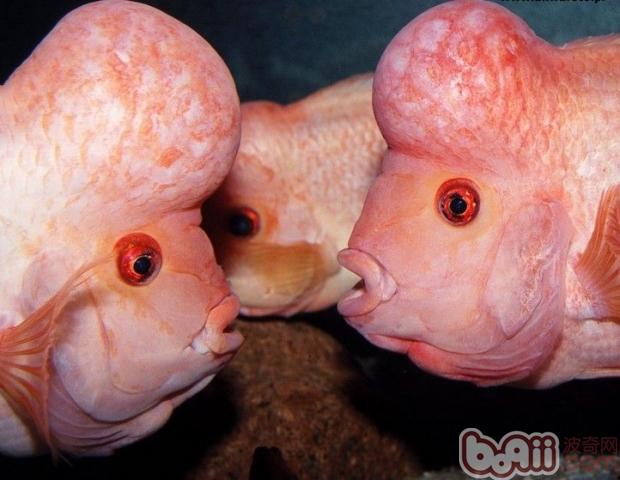 火鶴魚