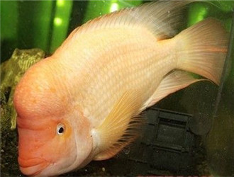 火鶴魚