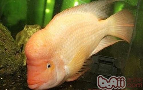 火鶴魚