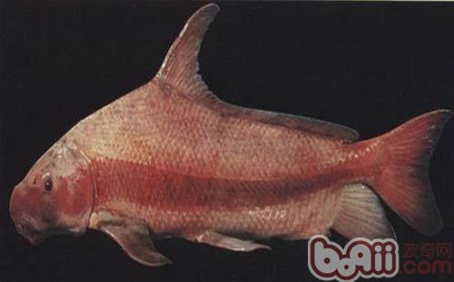 胭脂魚