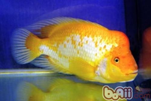 火鶴魚