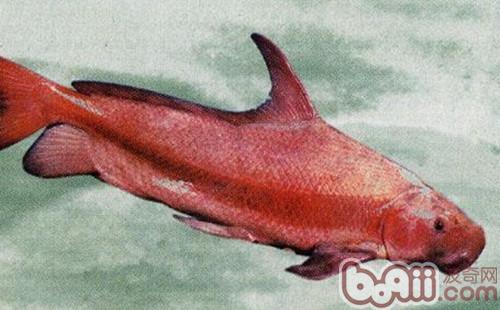 胭脂魚