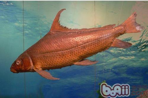 胭脂魚
