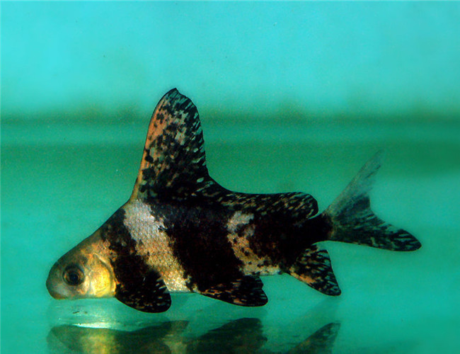 胭脂魚
