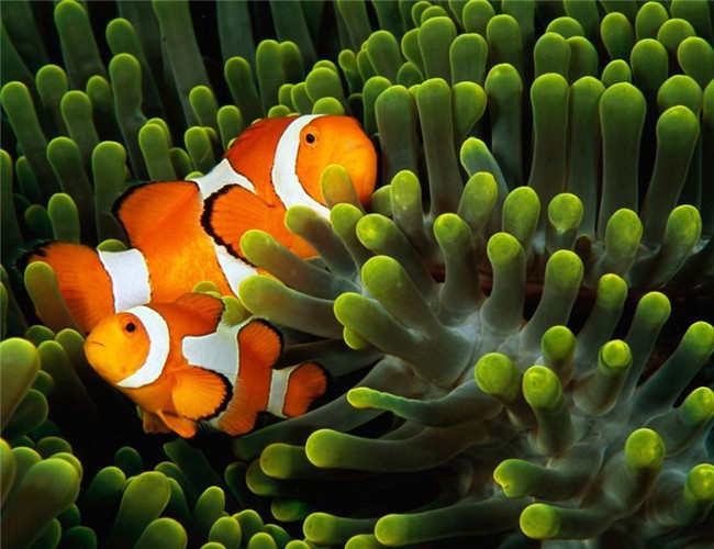 金邊透紅小丑魚