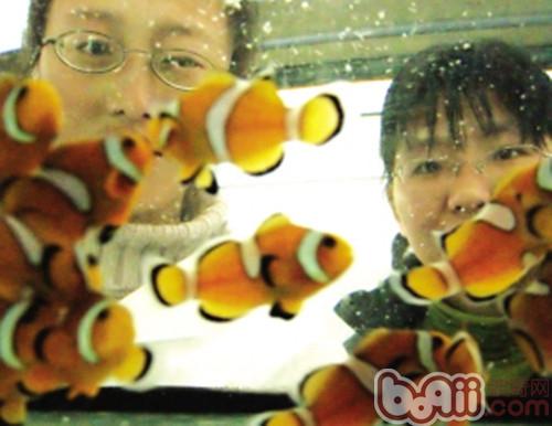金邊透紅小丑魚