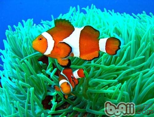金邊透紅小丑魚