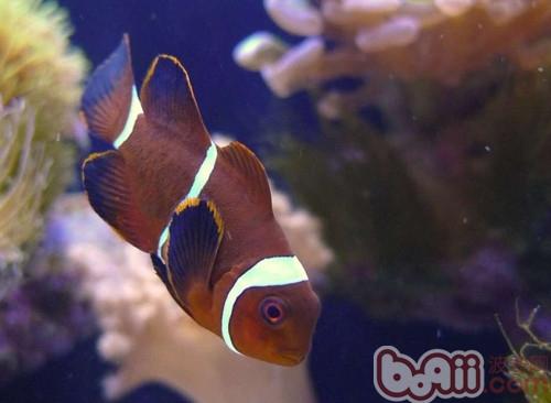 金邊透紅小丑魚