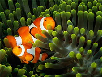 金邊透紅小丑魚