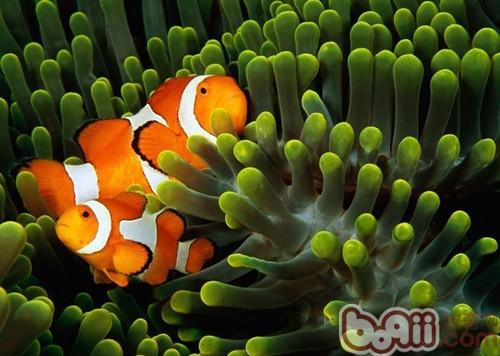 金邊透紅小丑魚