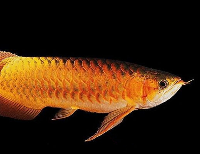 橙紅龍魚