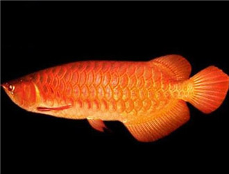 橙紅龍魚