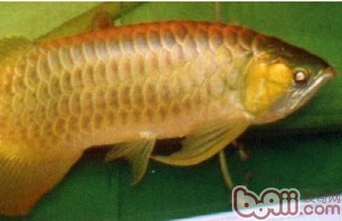 橙紅龍魚