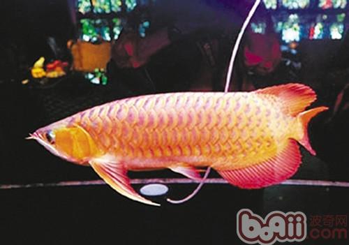 橙紅龍魚