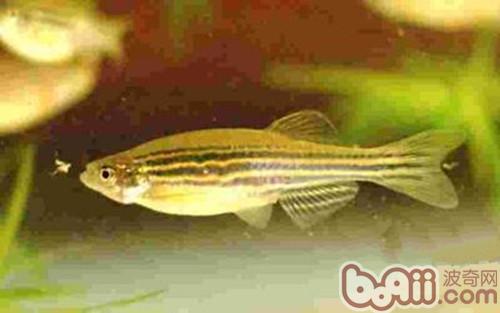 大斑馬魚