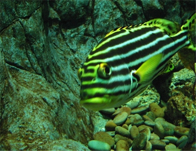 大斑馬魚