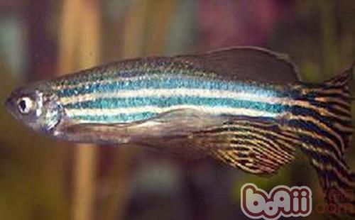 大斑馬魚