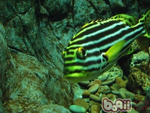 大斑馬魚