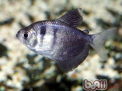 黑裙魚