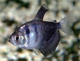 黑裙魚