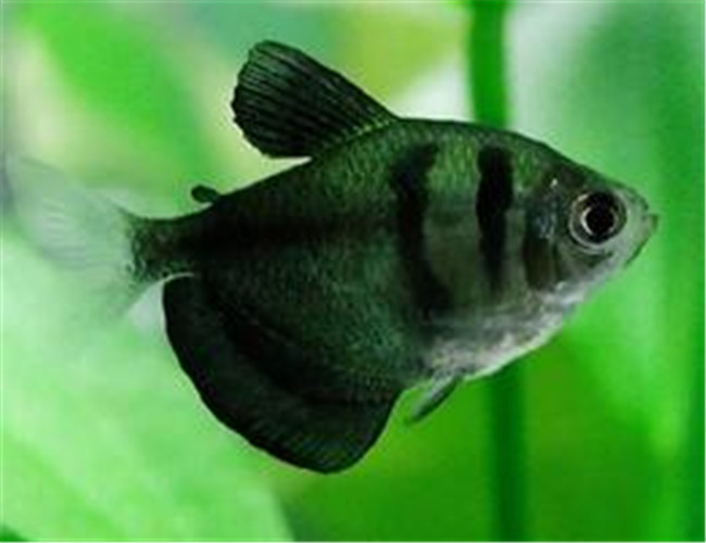 黑裙魚