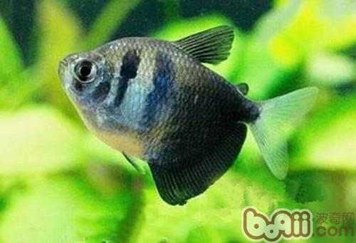 黑裙魚