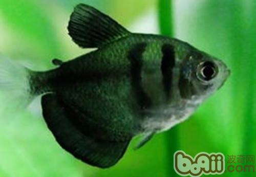 黑裙魚