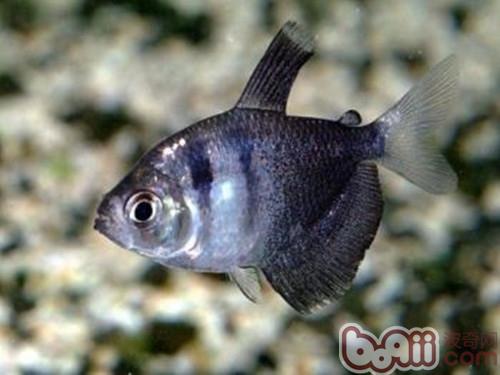 黑裙魚