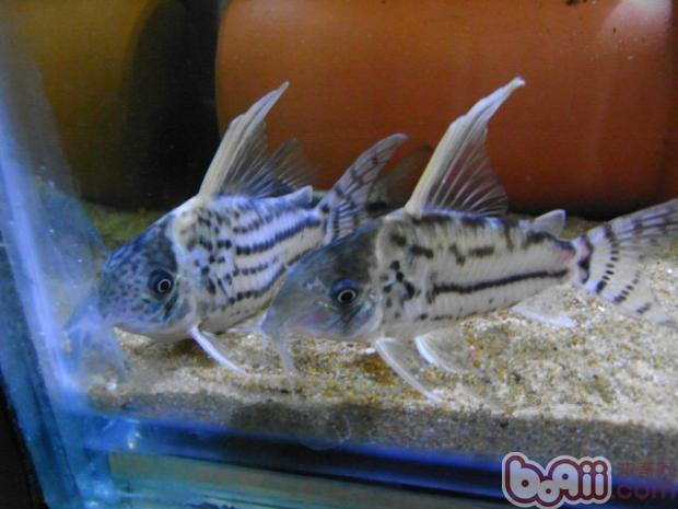 白豹鼠魚