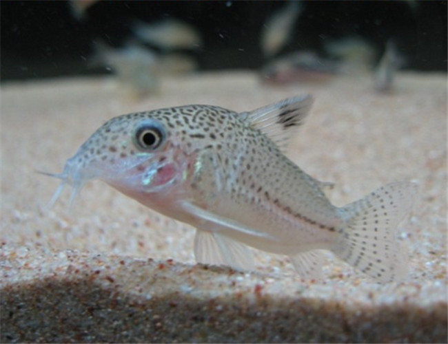 白豹鼠魚