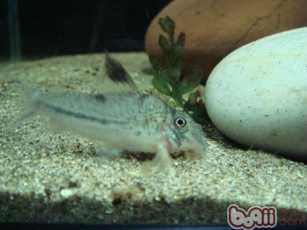 白豹鼠魚