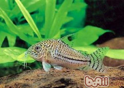 白豹鼠魚