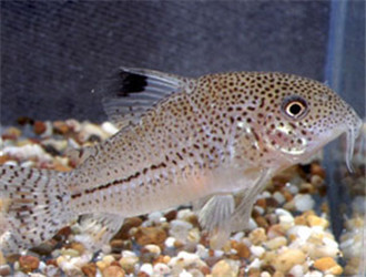 白豹鼠魚