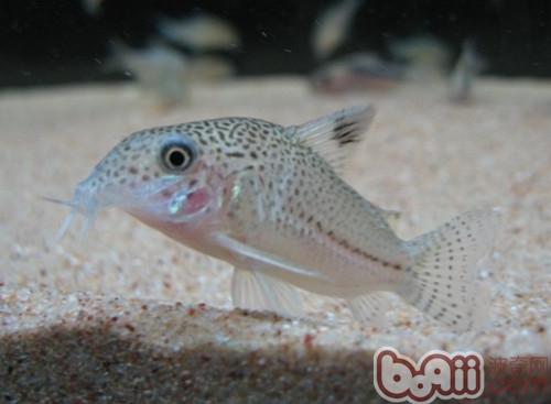 白豹鼠魚