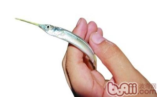 針嘴魚