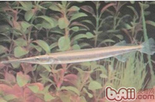 針嘴魚