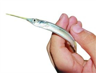 針嘴魚