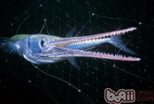 針嘴魚