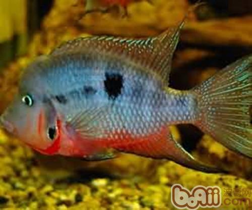 火口魚