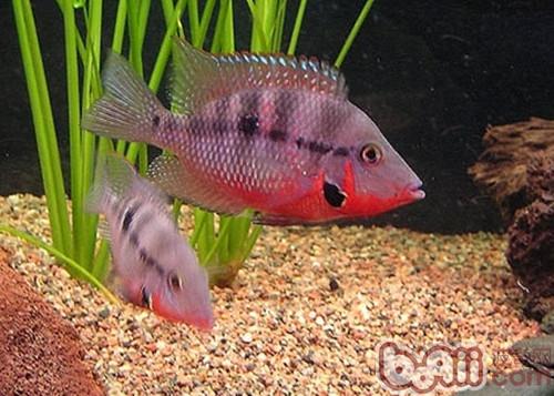火口魚