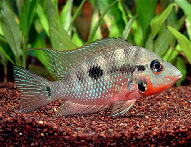 火口魚