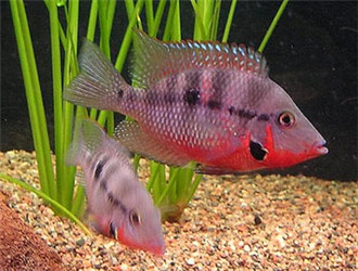 火口魚