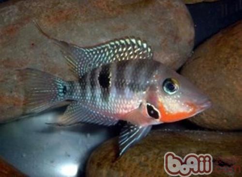 火口魚