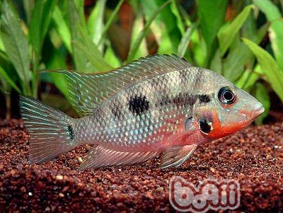 火口魚