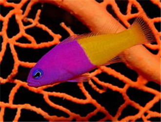 雙色草莓魚