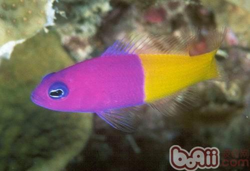 雙色草莓魚
