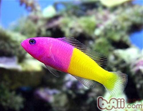 雙色草莓魚