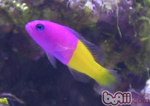 雙色草莓魚